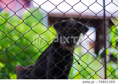 Black aggressive dog in the cage. Black aggressive dog in the cage. 59801369