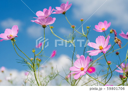 青空の下の薄いピンクのコスモスの花の写真素材