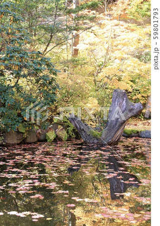 紅葉シーズンの池 秋の公園 紅葉シーズンの池 秋の公園 59801793