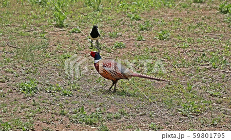 キジ 新しい ジャンキ 59801795