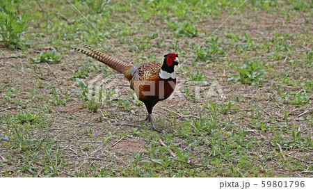 キジ 新しい ジャンキ 59801796