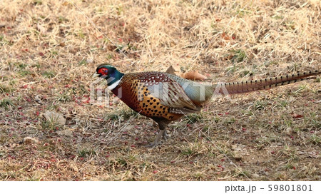 キジ 新しい ジャンキ 59801801