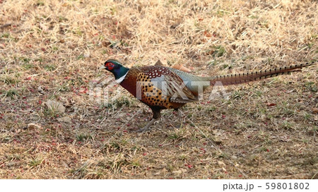 キジ 新しい ジャンキ 59801802