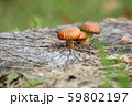可愛いキノコ 59802197
