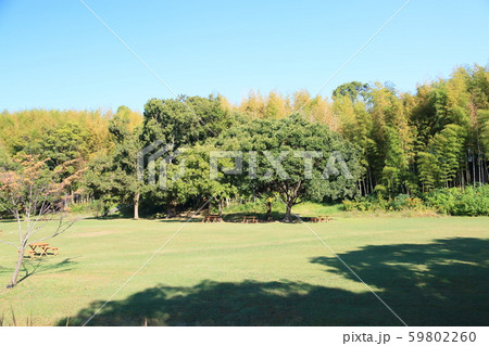 秋の公園 色づく雑木 秋の公園 色づく雑木 59802260