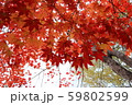 もみじ 59802599