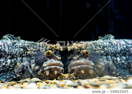 珍魚 珍魚 59802605
