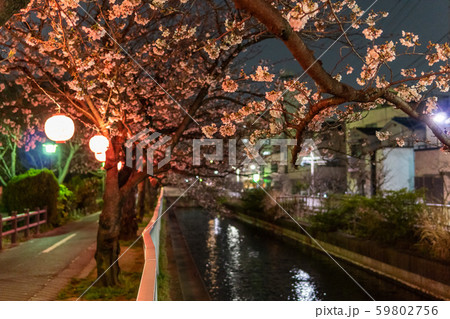 仙台堀川公園 夜桜の写真素材