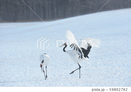 二羽で踊るタンチョウ(北海道) 二羽で踊るタンチョウ(北海道) 59802762