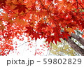 真っ赤なもみじ 59802829