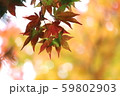 色づき始めのモミジ 59802903