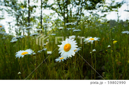 フランスギクの咲く草原。原生林から続くありのままの風景です。落ち着いたイメージ背景にどうぞ。 フランスギクの咲く草原。原生林から続くありのままの風景です。落ち着いたイメージ背景にどうぞ。 59802990