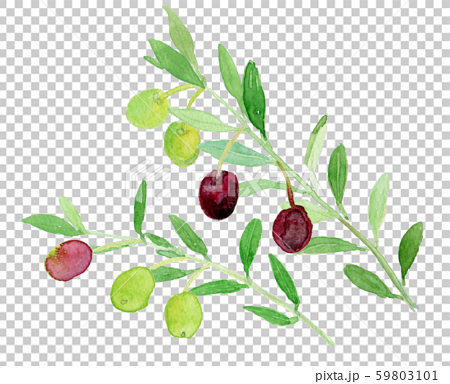 Olea Europaea オリーブの実のイラスト素材