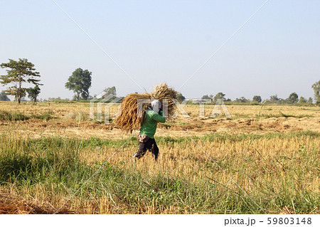 the farmer Carrying the paddy in the rice field 59803148