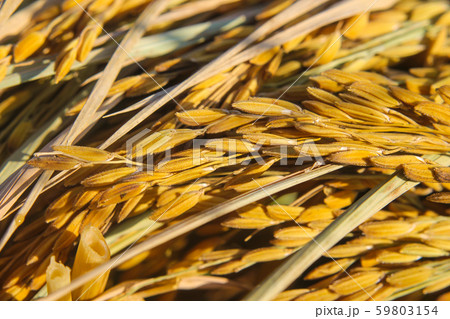 Closeup of yellow paddy rice field with green leaf Closeup of yellow paddy rice field with green leaf 59803154