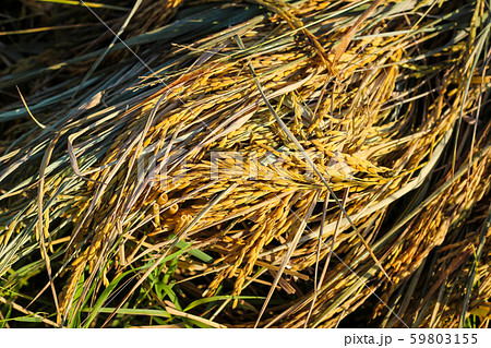 Closeup of yellow paddy rice field with green leaf 59803155