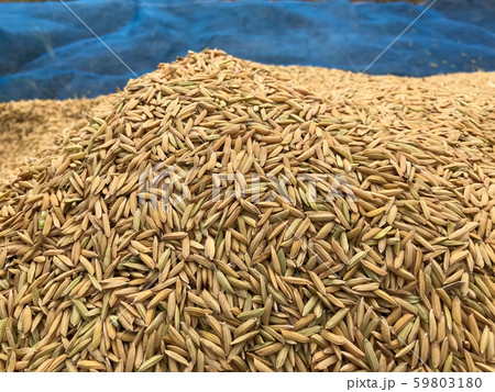 close up pile of paddy rice Background 59803180