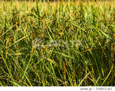 Rice field. Closeup of yellow paddy rice field 59803181