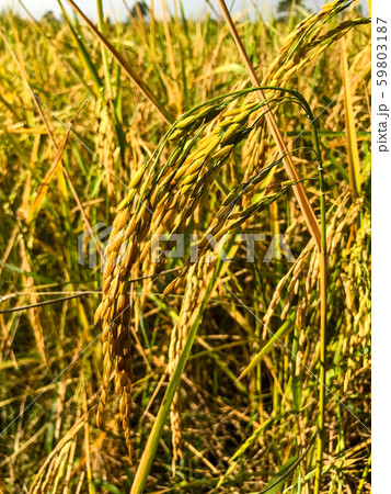 Rice field. Closeup of yellow paddy rice field Rice field. Closeup of yellow paddy rice field 59803187