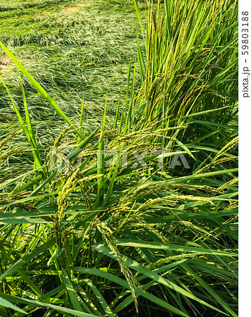 strong wind of storm caused damage rice field. strong wind of storm caused damage rice field. 59803188