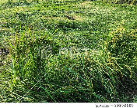 strong wind of storm caused damage rice field. 59803189