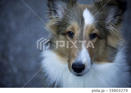 訴えかける犬　シェルティー 59803279
