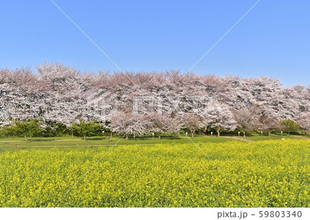 幸手権現堂堤の満開の桜並木と菜の花畑 59803340