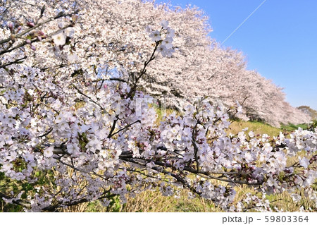 幸手権現堂堤の満開の桜並木 幸手権現堂堤の満開の桜並木 59803364