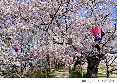 幸手権現堂堤の満開の桜並木のトンネル 幸手権現堂堤の満開の桜並木のトンネル 59803374