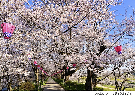 幸手権現堂堤の満開の桜並木のトンネルに菜の花畑 幸手権現堂堤の満開の桜並木のトンネルに菜の花畑 59803375