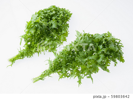 わさび菜 59803642