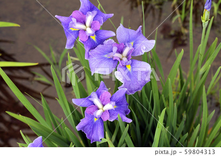 菖蒲 59804313