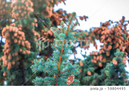 Fir branches with lots of cones. Fir branches with lots of cones. 59804495