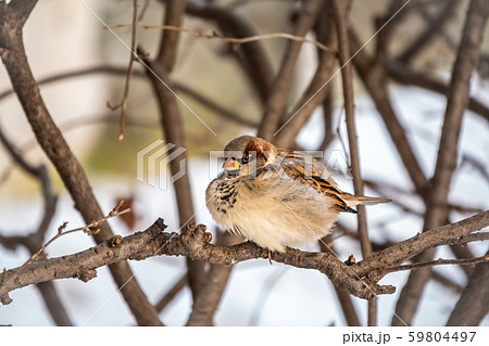 Sparrow on a branch in the autumn Sparrow on a branch in the autumn 59804497