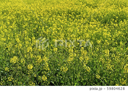 幸手権現堂堤の菜の花畑 59804628