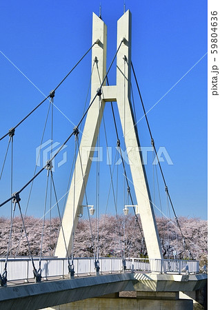 幸手権現堂堤公園の桜並木と中川にかかる外野橋 59804636