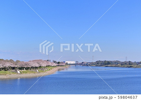 幸手権現堂堤公園の行幸湖畔の桜並木 幸手権現堂堤公園の行幸湖畔の桜並木 59804637