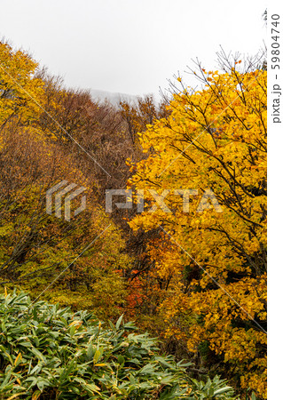 鳥取 大山 鍵掛峠の紅葉 曇り 雰囲気 鳥取 大山 鍵掛峠の紅葉 曇り 雰囲気 59804740