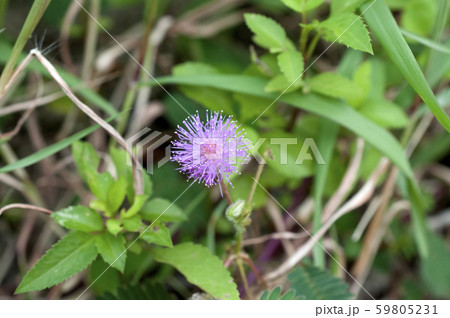 オジギソウ 59805231