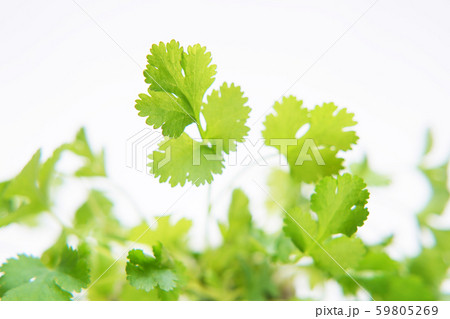 パクチー 59805269