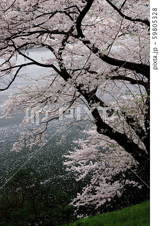 桜イメージ 59805328