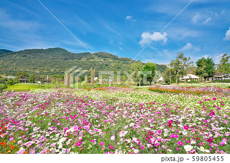 【国営明石海峡公園】 兵庫県淡路市夢舞台 59805455