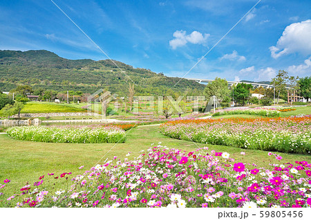 【国営明石海峡公園】 兵庫県淡路市夢舞台 59805456