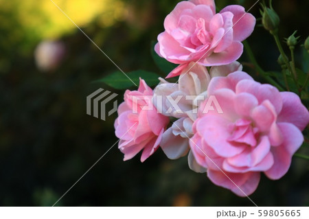 薔薇 薔薇 59805665