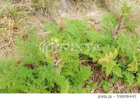 キリマンジャロの高山植物 キリマンジャロの高山植物 59806445