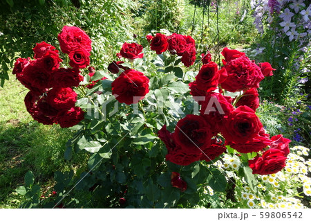 真っ赤なバラ 真っ赤なバラ 59806542