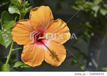 夏のオレンジの花の写真素材