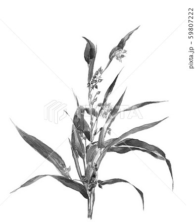 ハトムギ 水彩 モノトーン ハトムギ 水彩 モノトーン 59807222
