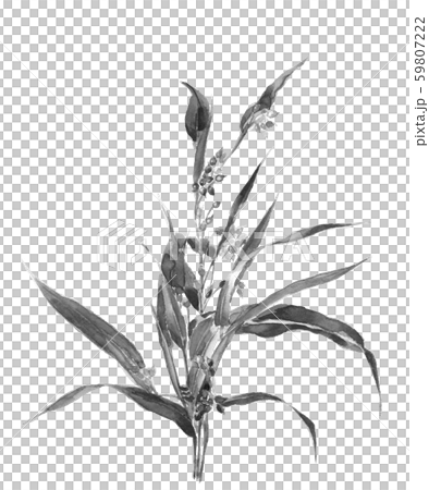 ハトムギ 水彩 モノトーン ハトムギ 水彩 モノトーン 59807222