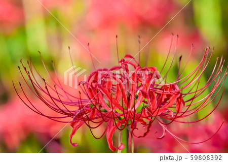 彼岸花　 59808392